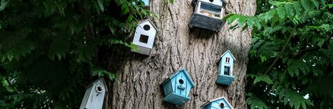 Join BioBlitz and see how biodiverse your campus is!